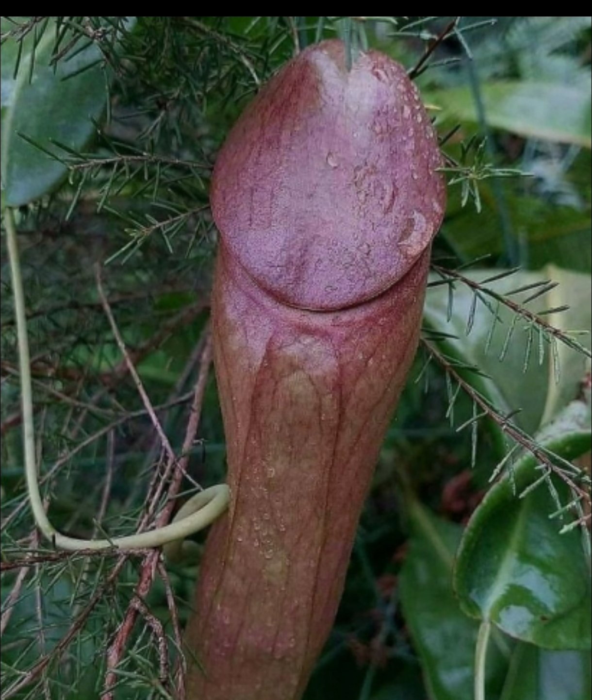 Screenshot_2025-12-08-11-30-27-040_com.android.chrome-edit